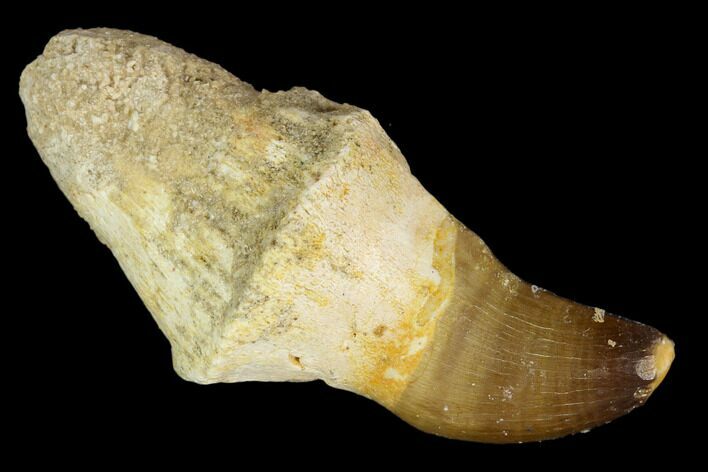 Fossil Rooted Mosasaur (Prognathodon) Tooth - Morocco #116973